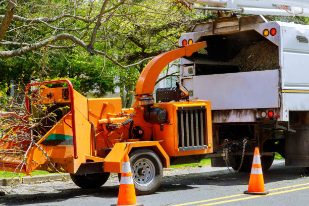 How Our Tree Care Process Works  in Flower Hill, NY