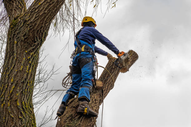 Best Tree Removal  in Flower Hill, NY