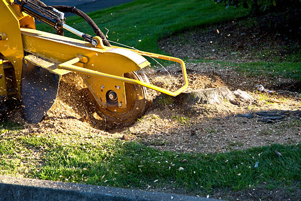 Flower Hill, NY Tree Services Company